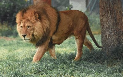 It’s Time To Become The Lion