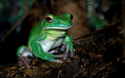 Eat Frogs…Improve Your Day