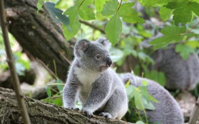 Koala Fart Marketing Lesson
