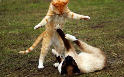 You Have To Win This Battle