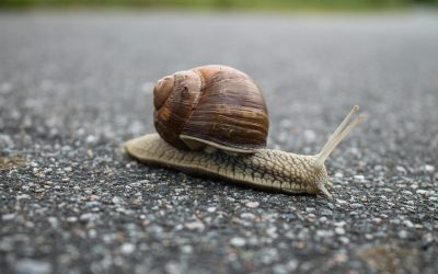 The Slow Idea Movement
